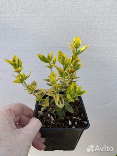 Бересклет форчуна Emerald Gold