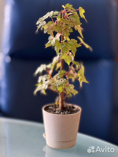 Каудексная бегония, бегония дрега