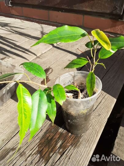 Комнатные цветы