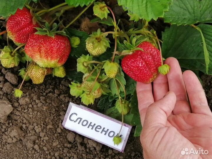 Саженцы клубники Слоненок