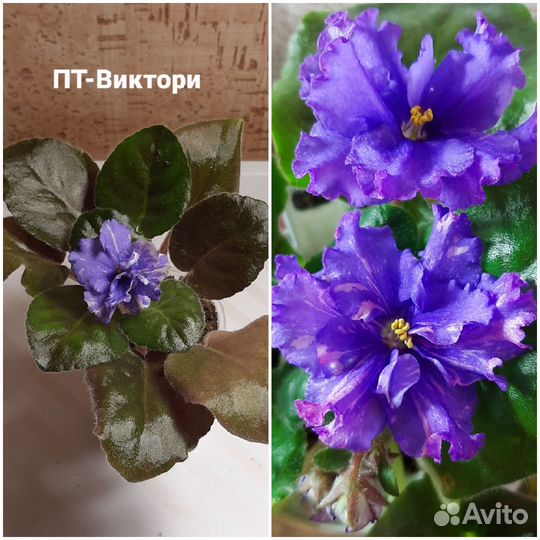 Набор сортовых фиалок