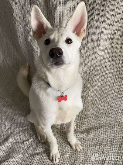 Север ищет дом