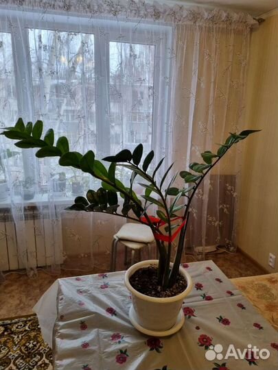 Замиокулькас