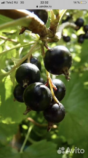 Саженцы Яблонь опт, розница