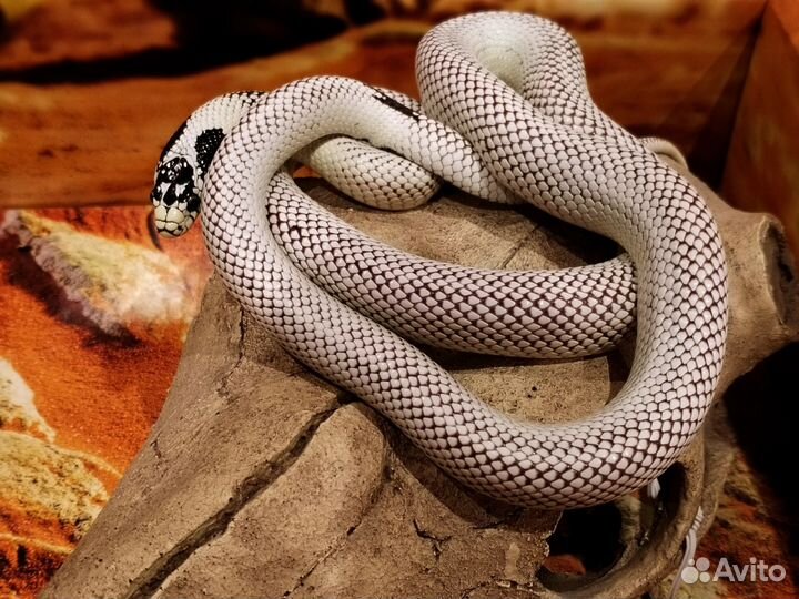 Королевская калифорнийская змея