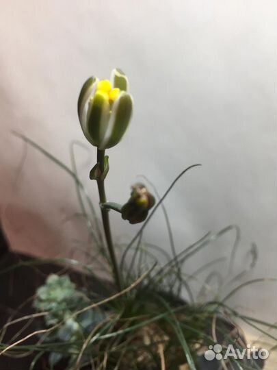 Суккулентное луковичное растение мини