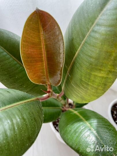 Фикус каучуконосный