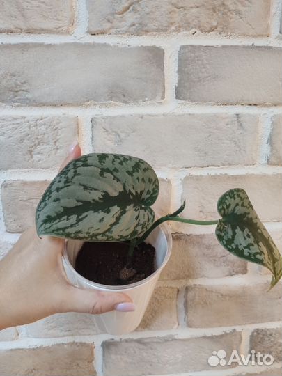 Разные растения