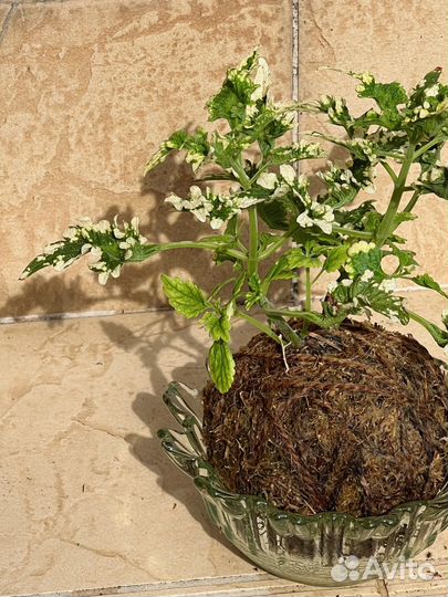 Колеус в Kokedama