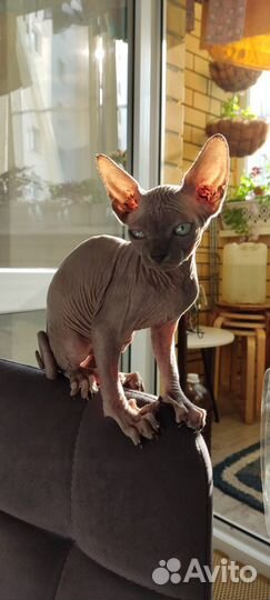 Котята сфинкс