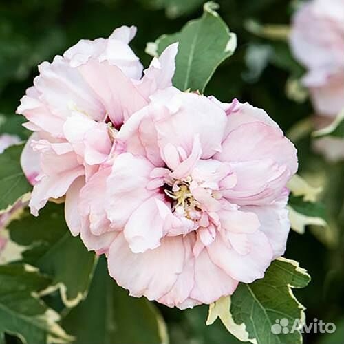 Гибискусы Сирийские, Дейция разная