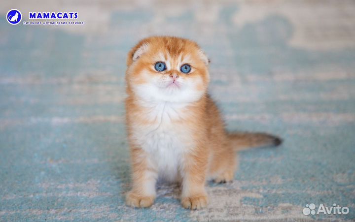 Шотландская