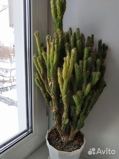 Кактус цереус