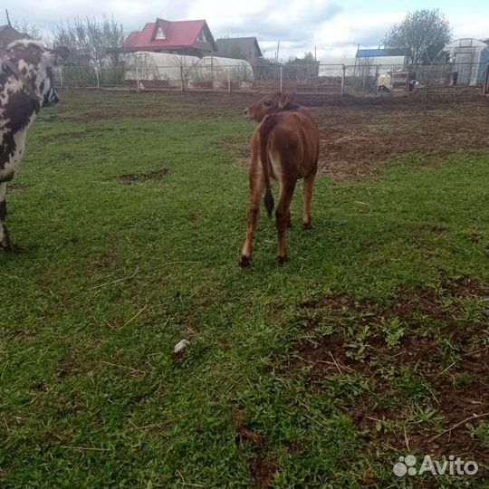 Телка айширская, джерси,козел, порсята
