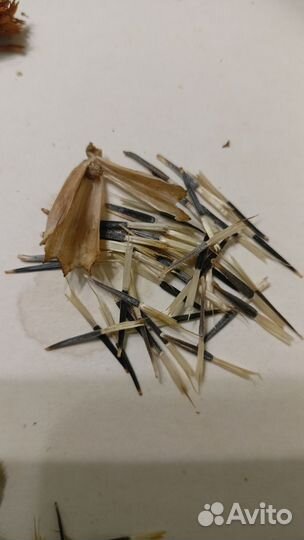 Бархатцы семена