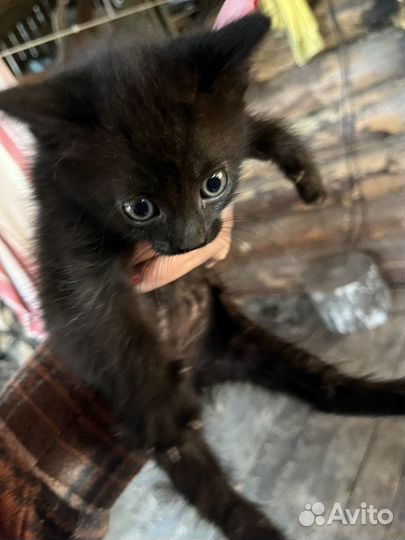 Обычные котята