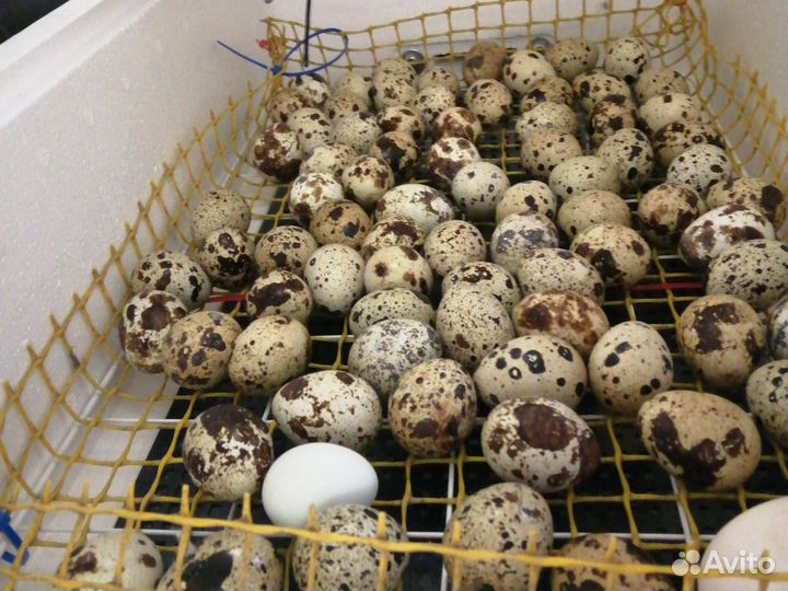 Яйца перепелиные инкубационное