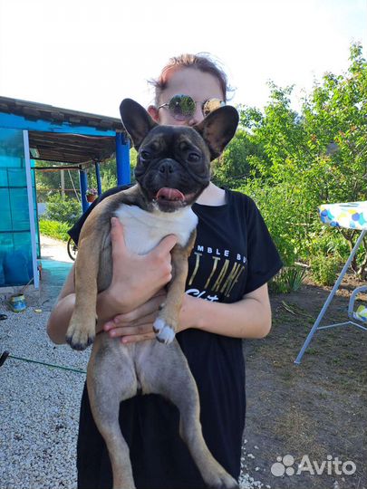 Французский бульдог