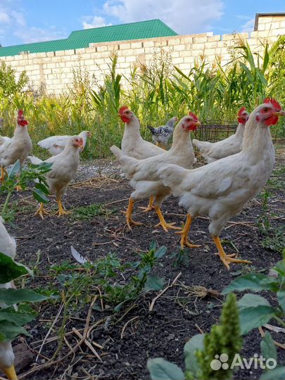 Петушки ломан браун