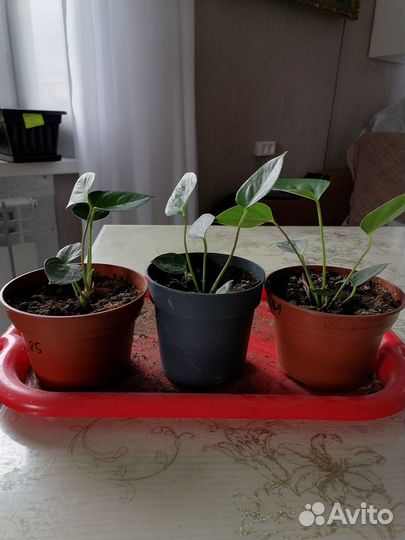 Детки антуриума