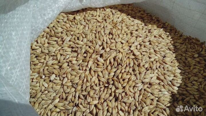 Зерно ячмень