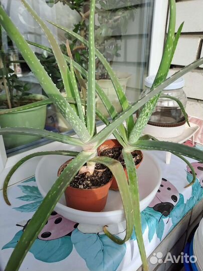 Комнатные цветы алоэ