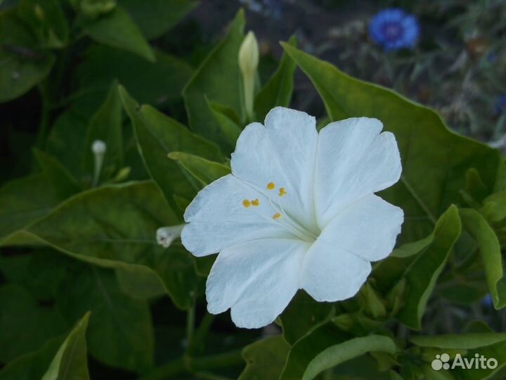 Семена Мирабилис (Ночная красавица)