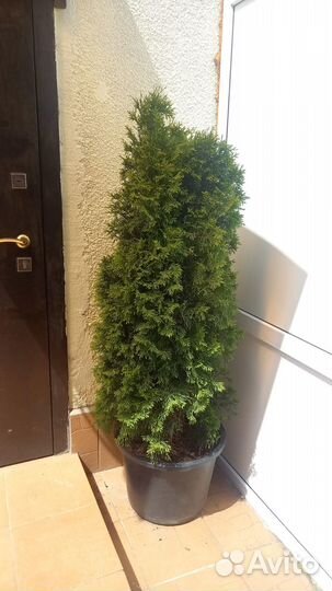Туи / Растение в горшке / из Голландии