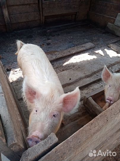 Продам супоросных чушек