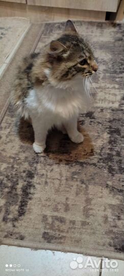 Отдам кота в добрые руки