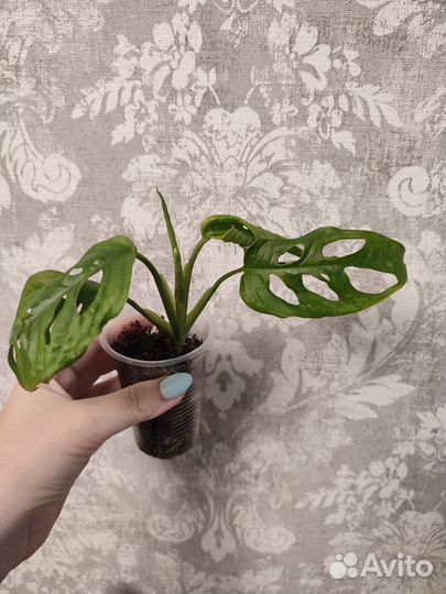 Монстера манки маск