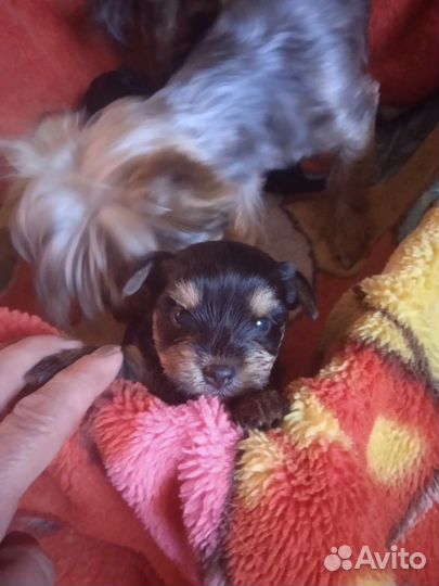 Йоркширский терьер мини