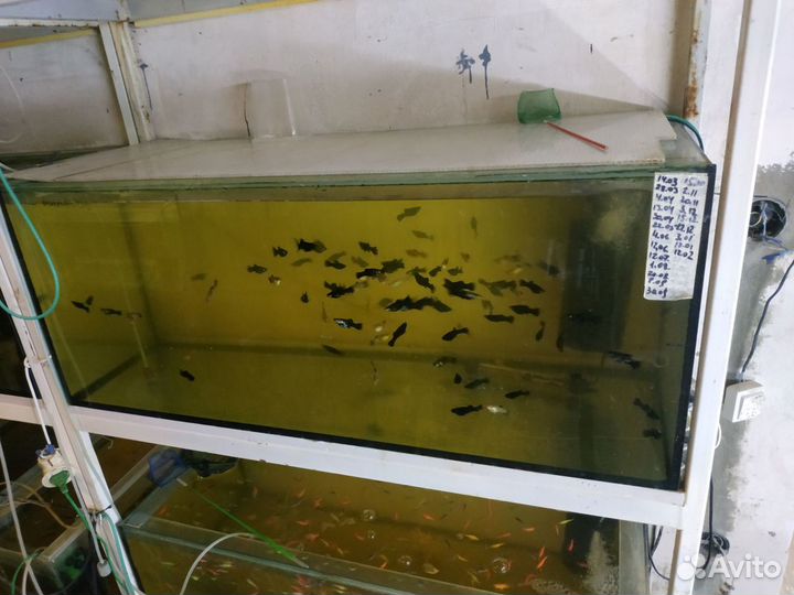 Аквариумы б/у, размеры,объемы,цены в описании