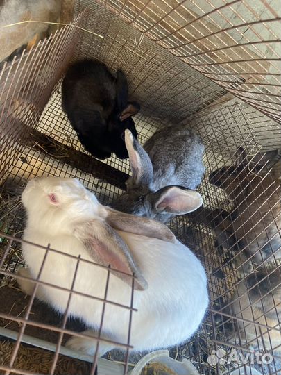 Кролики разные