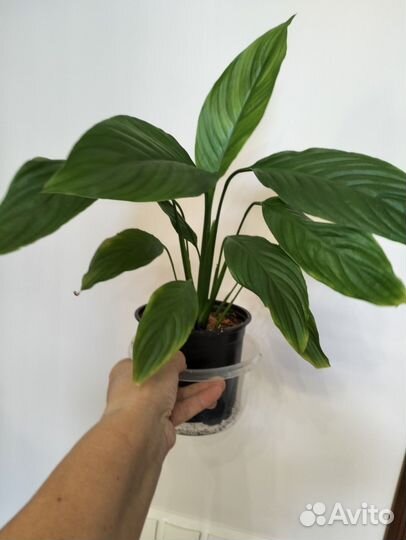 Спатифиллум