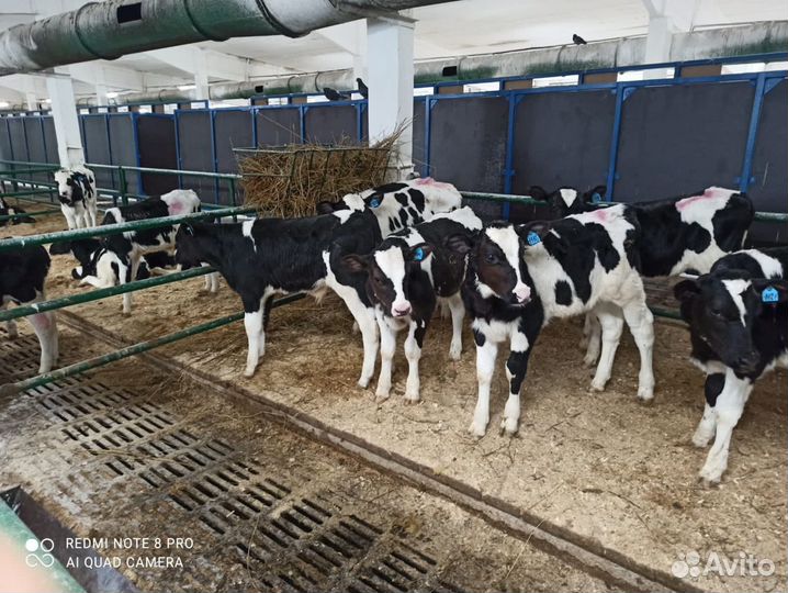 Телята бычки на откорм