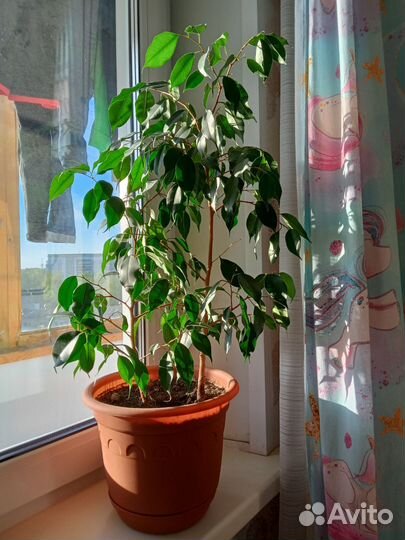 Цветы в горшках