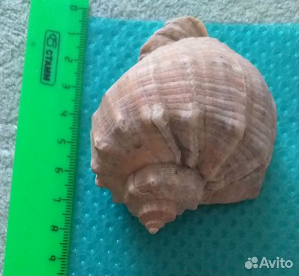 Морские ракушки раковины