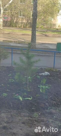 Кедр дерево