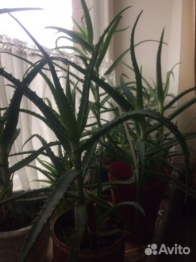 Алоэ лечебный