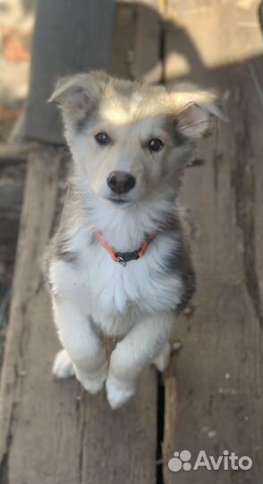 Щенки бесплатно