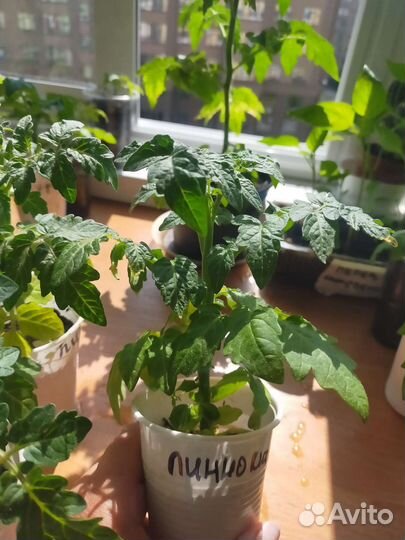 Рассада домашних помидор для подоконника