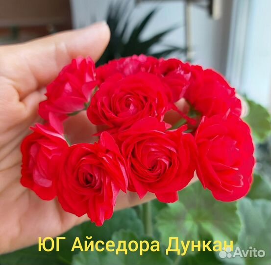 Пеларгонии сортовые