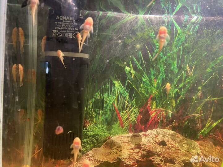 Аквариумные рыбки