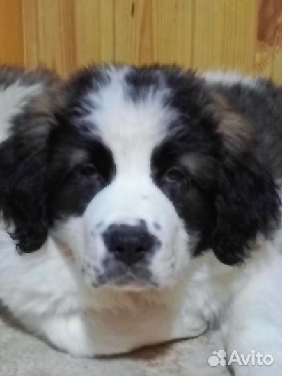 Щенки Московской сторожевой