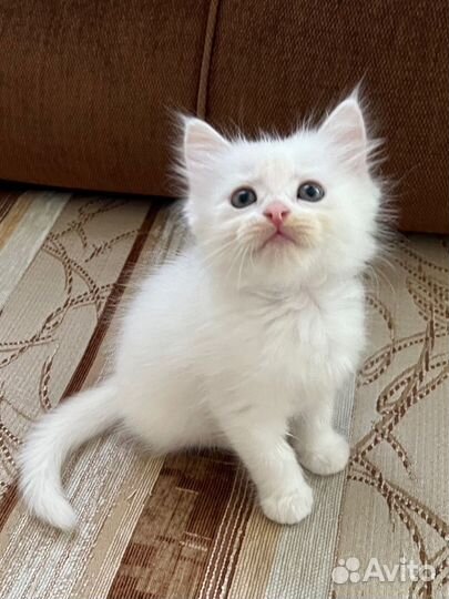 Котенок (девочка)