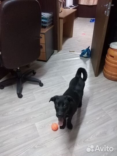 Собака в добрые руки отдам бесплатно