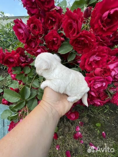 Чихуахуа девочка мини