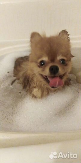 Мойка собак