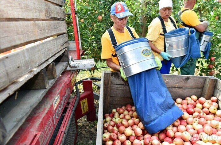 Работа Сборщиком яблок с проживанием